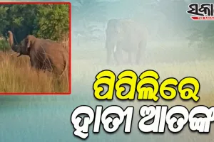 ପିପିଲିରେ ହାତୀ ଆତଙ୍କ; ଲୋକଙ୍କୁ ଦେଖିଲେ ଗୋଡାଉଛି ହାତୀ, ଭୟଭୀତ ଅଞ୍ଚଳବାସୀ