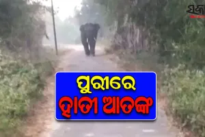 ପୁରୀ ବାଲୁଖଣ୍ଡ ଅଭୟାରଣ୍ୟରେ ଦନ୍ତା ହାତୀ ଆତଙ୍କ, ଖୁବଶୀଘ୍ର ଟ୍ରାଙ୍କୁଲାଇଜ୍‌ କରାଯିବାକୁ ବନବିଭାଗର ସୂଚନା