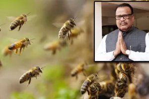 ମହୁମାଛି ଆକ୍ରମଣରେ ଆନନ୍ଦପୁର ବିଧାୟକ ଭାଗିରଥୀ ସେଠୀ ଆହତ, ମେଡିକାଲରେ ଭର୍ତ୍ତି