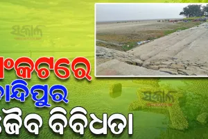 ବିଭିନ୍ନ ପ୍ରାକୃତିକ ବିଲକ୍ଷଣ ଯୋଗୁଁ ସଂକଟରେ ଚାନ୍ଦିପୁର ଜୈବ ବିବିଧତା