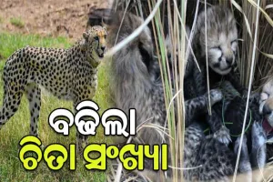 କୁନୋ ଜାତୀୟ ଉଦ୍ୟାନରୁ ଆସିଲା ଖୁସି ଖବର, ୪ ଛୁଆଙ୍କୁ ଜନ୍ମ ଦେଲା ନାମିବ୍ୟା ଚିତା