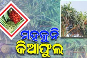 ଜଗତସିଂହପୁରରେ ହ୍ରାସ ପାଉଛି କିଆଗଛ ସଂଖ୍ୟା, ଚିନ୍ତାରେ ପରିବେଶବିତ୍‌‌