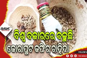 ବିଶ୍ବ ବଜାରରେ କୋରାପୁଟର ‘ସିବେଟ୍‌’ କଫି, ଗୋଟିଏ କପ୍‌ର ଦାମ୍ ୩ ହଜାର ୫ଶହ ଟଙ୍କା