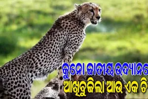 କୁନୋ ଜାତୀୟ ଉଦ୍ୟାନରେ ପୁଣି ଏକ ଚିତାର ମୃତ୍ୟୁ, ଏଯାଏଁ ଗଲାଣି ୩ ଚିତାଙ୍କ ଜୀବନ