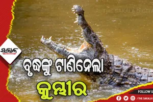 ଶୌଚ ହେବାକୁ ଯାଇଥିବାବେଳେ ବୃଦ୍ଧଙ୍କୁ ଟାଣି ନେଲା କୁମ୍ଭୀର