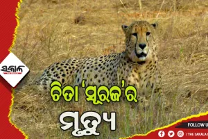 କୁନୋ ପାର୍କରେ ଆଉ ଏକ ଚିତାର ମୃତ୍ୟୁ