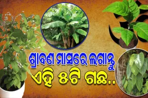 ଶ୍ରାବଣ ମାସରେ ଲଗାନ୍ତୁ ଏହି ୫ଟି ଗଛ, ପ୍ରାପ୍ତ ହେବ ଭଗବାନଙ୍କ କୃପା…