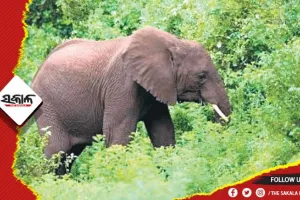 ସାତକୋଶିଆ ଅଭୟାରଣ୍ୟରେ ୨ଟି ହାତୀର ମୃତଦେହ ଠାବ