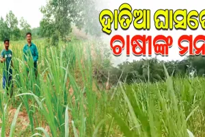 କମ୍‌‌ ପୁଞ୍ଜି ନିବେଶରେ ହାତିଆ ଘାସ ଚାଷ କରି ଆର୍ଥିକ ଲାଭବାନ ହେଉଛନ୍ତି ଜଳେଶ୍ୱର ଅଞ୍ଚଳର ବହୁ ଚାଷୀ