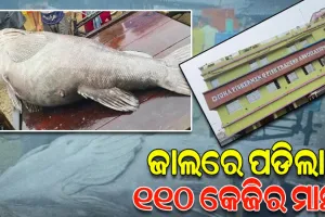 ଜାଲରେ ପଡିଲା ୧୧୦ କେ.ଜିର ବିଶାଳକାୟ ଭୋଲା ମାଛ, ୨୫ ହଜାର ଟଙ୍କାରେ ହେଲା ବିକ୍ରି