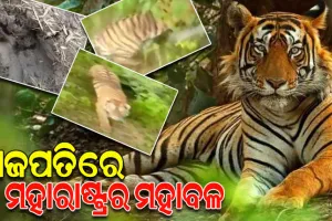ଗଜପତିରେ ବୁଲୁଛି ମହାରାଷ୍ଟ୍ରର ବାଘ, ୪ଟି ରାଜ୍ୟ ଡେଇଁ ଓଡ଼ିଶା ଆସିଛି ମହାବଳ