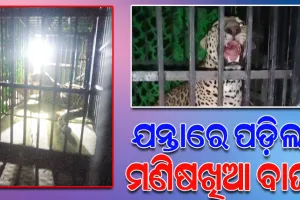 ଧରାହେଲା ମଣିଷଖିଆ ବାଘ, ଟ୍ରାଙ୍କୁଲାଇଜ୍‌ କରି ଯନ୍ତାରେ ରଖିଲା ବନ ବିଭାଗ
