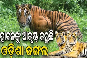 ଛତିଶଗଡ଼ ଓ ଆନ୍ଧ୍ର ବାଘ ଏବେ ଓଡ଼ିଶା ମୁହାଁ, ଆସୁଥିବା ବାଘଙ୍କ ସୁରକ୍ଷା ବନ ବିଭାଗ ପାଇଁ ଆହ୍ୱାନ