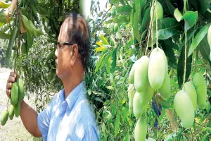 ଜୈବିକ ପଦ୍ଧତିରେ ଆମ୍ୱ ଚାଷ