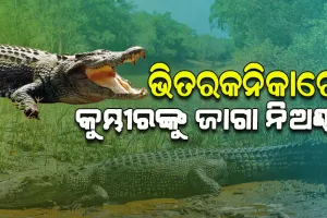 ‘ଭିତରକନିକା’‌‌ରେ କୁମ୍ଭୀରଙ୍କ ପାଇଁ ପଡ଼ିଲାଣି ଜାଗା ନିଅଣ୍ଟ! ଅଭୟାରଣ୍ୟ ସୀମା ଡେଇଁ ବାହାରକୁ ଚାଲି ଯାଉଛନ୍ତି