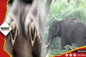 ହାତୀ ଆକ୍ରମଣରେ ଦୁଇ ଚାଷୀ ମୃତ