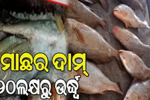 ଜାଲରେ ପଡିଲା ତେଲିଆ ବୋରେଇ ମାଛ, ୨୦ ଲକ୍ଷରୁ ଉର୍ଦ୍ଧ୍ୱ ଟଙ୍କାରେ କିଣି ନେଲେ ବ୍ୟବସାୟୀ