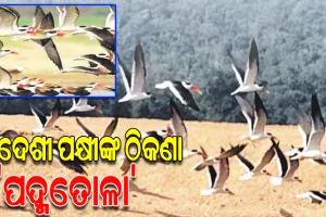 ବିଦେଶୀ ପକ୍ଷୀଙ୍କ ଠିକଣା ପାଲଟିଛି କୁସଙ୍ଗ ମହାନଦୀ ବନ୍ୟପ୍ରାଣୀ ଦୁର୍ଗମ ଅଭୟାରଣ୍ୟ ଅଞ୍ଚଳ ‘ପଦ୍ମତୋଳା’