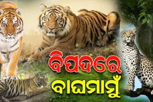 ସଙ୍କଟରେ ଜଙ୍ଗଲରାଜା ! ତସ୍କରଙ୍କ ପାଇଁ ଓଡିଶାରୁ ହ୍ରାସ ପାଉଛି ବାଘସଂଖ୍ୟା