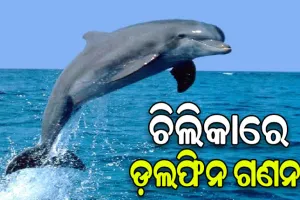ଚିଲିକାରେ ଚାଲିଛି ଡ଼ଲଫିନ ଗଣନା, ୧୮ଟି ଟିମ୍ ନିୟୋଜିତ