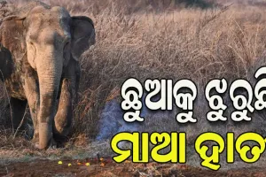 ମାତୃତ୍ୱ ପ୍ରେମର କରୁଣ ନିଦର୍ଶନ: ଛୁଆହାତୀର ମୃତଦେହ ପୋତାସ୍ଥାନରୁ ଛାଡି ଯାଉନାହିଁ ମାଆହାତୀ