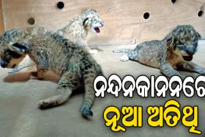 ନନ୍ଦନକାନନରେ ନୂଆ ଅତିଥି, ସିଂହୀ ରେୱା ଜନ୍ମକଲା ୩ ଛୁଆ