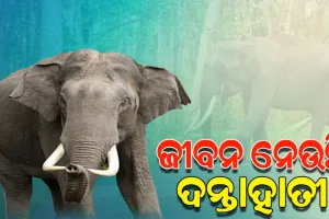 ମହୁଲ ଫୁଲ ଗୋଟାଇବାକୁ ଯାଇଥିଲେ ବୃଦ୍ଧା, ଦଳିଦେଲା ଦନ୍ତା