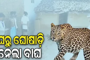 ଗରମ ପାଇଁ କବାଟ ଖୋଲି ଶୋଇଥିଲେ, ଘରୁ ଘୋଷାଡ଼ି ନେଲା ବାଘ