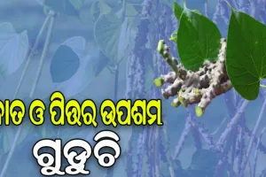ଗୁଡୁଚିରେ ଭରି ରହିଛି ଅନେକ ଔଷଧୀୟ ଗୁଣ: ବାତ ରୋଗଠୁ ଆରମ୍ଭ କରି ହୃଦ୍‌ରୋଗ ଓ ମଧୁମେହ ଭଳି ଅନେକ ରୋଗରୁ ମିଳିଥାଏ ଉପଶମ…