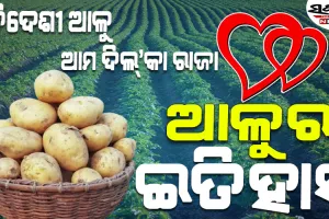 ଏକ ବିଦେଶୀ ପରିବା ଆଳୁ କିପରି ପନିପରିବାର ରାଜା ହେଲା? କିଏ ତାକୁ ଭାରତ ଆଣିଲା…..