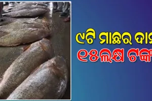 ମାଛ କଲା ଲକ୍ଷପତି, ୧୫ ଲକ୍ଷ ଟଙ୍କାରେ ବିକ୍ରିହେଲା ଜାଲରେ ପଡିଥିବା ୯ଟି ତେଲିଆ ଶିଳା ମାଛ