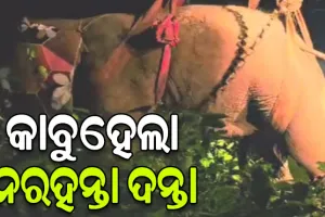 ଟ୍ରାଙ୍କୁଲାଇଜ ପରେ କପିଳାସକୁ ସ୍ଥାନାନ୍ତର ହେଲା ନରହନ୍ତା ଦନ୍ତା, ନେଇଥିଲା ୪ ଜୀବନ