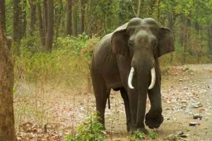 ଢେଙ୍କାନାଳରେ ମାଈ ହାତୀର ମୃତଦେହ ଠାବ: ବିଦ୍ୟୁତ୍ ଆଘାତରେ ମୃତ୍ୟୁ ସନ୍ଦେହ