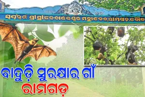 ରାମଗଡ଼ ଗ୍ରାମବାସୀଙ୍କ ପ୍ରଚେଷ୍ଟା ପାଇଁ ବାଦୁଡ଼ିଙ୍କ କିଚିରିମିଚିରି ଶବ୍ଦରେ ଗୁଞ୍ଜରିତ ହେଉଛି ପୁରା ପରିବେଶ