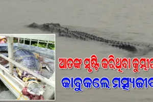 ଦୟା ଓ ତା’ର ଶାଖା ନଦୀରେ ଆତଙ୍କ ଖେଳାଇଥିବା କୁମ୍ଭୀରକୁ କାବୁକଲେ ମତ୍ସ୍ୟଜୀବୀ