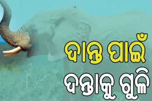 ଦନ୍ତାହାତୀକୁ ଗୁଳି କରି ହତ୍ୟାପରେ ଦାନ୍ତ କାଢିନେଲେ ଶିକାରୀ