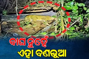 ବିମାନବନ୍ଦର ନିକଟରେ କଲରାପତରିଆ ବାଘ ଦେଖାଯିବା ଘଟଣା; ବାଘ ନୁହେଁ, ଏହା ବଣଭୂଆ ବୋଲି କହିଲା ବନ ବିଭାଗ