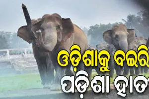ଓଡ଼ିଶାକୁ ବଇରି ପଡ଼ିଶା ହାତୀ, ଅମଳ ବେଳେ ସୀମାନ୍ତ ଜିଲ୍ଲାରେ ଉପଦ୍ରବ…