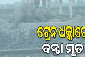 ମାଲବାହୀ ଟ୍ରେନ ଧକ୍କାରେ ଦନ୍ତା ହାତୀର ମୃତ୍ଯୁ