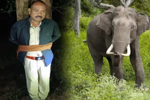 ହାତୀ ପାଇଁ ଉତ୍ତେଜନା, ଫରେଷ୍ଟରଙ୍କୁ ଗଛରେ ବାନ୍ଧିଲେ ଗ୍ରାମବାସୀ