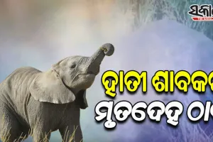 କରଞ୍ଜିଆ ସ୍ଥିତ ଦୁଧିଆଣି ଜଙ୍ଗଲରୁ ମୃତ ହାତୀଛୁଆ ଉଦ୍ଧାର