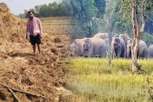 ଚାଷୀଙ୍କୁ ନାକେଦମ କଲାଣି ୧୦ ଟିକିଆ ହାତୀ ପଲ