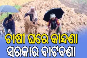 ବର୍ଷା ଉଜାଡ଼ିଲା ଅମଳ ଧାନ: ୩ ଦିନରେ ଗଲାଣି ୩ ଜୀବନ, କ୍ଷତିପୂରଣ ଦେବାକୁ ସରକାର କୁନ୍ଥକୁନ୍ଥ…