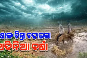 ଅଦିନିଆ ବର୍ଷା ଯୋଗୁଁ କ୍ଷେତରେ ଭିଜିଲା ପାଚିଲା ଧାନ, ଚିନ୍ତାରେ ଚାଷୀ