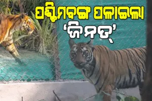 ଝାଡ଼ଖଣ୍ଡରୁ ପଶ୍ଚିମବଙ୍ଗ ପଳାଇଲା ବାଘୁଣୀ ‘ଜିନତ୍‌‌’