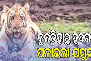 କୁଲଡ଼ିହାରୁ ହଦଗଡ଼ ପଳାଇଲା ଯମୁନା, ଶିମିଳିପାଳ ଫେରିବା ଆଶା ମଉଳୁଛି