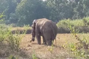 ସାନଖେମୁଣ୍ଡିରେ ପୁଣି ମାଈ ହାତୀ ମୃତ, ମୃତ୍ୟୁର କାରଣ ଅଶ୍ୱଷ୍ଟ