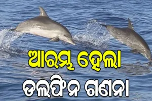 ସାତପଡ଼ା ଚିଲିକାରେ ଆରମ୍ଭ ହେଲା ଡଲଫିନ ଗଣନା, ୧୮ ଟିମ୍ ସାମିଲ