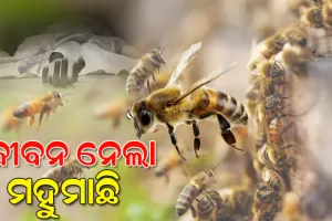 ମହୁମାଛି ଆକ୍ରମଣରେ ଜଣେ ମହିଳାଙ୍କ ମୃତ୍ୟୁ, ୨ ଗୁରୁତର