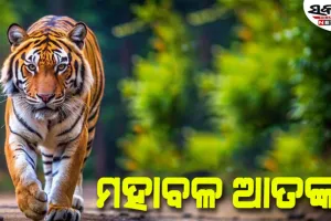 ମୁଣ୍ଡେଶ୍ୱର ଜଙ୍ଗଲରେ ବୁଲୁଛି ମହାବଳ ବାଘ…